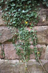 ivy growing on a wall