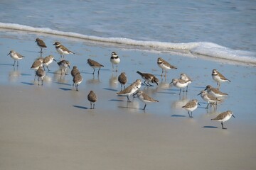 Common Sandpiper flock (Actitis hypoleucos) in Atlantic coast of North Florida