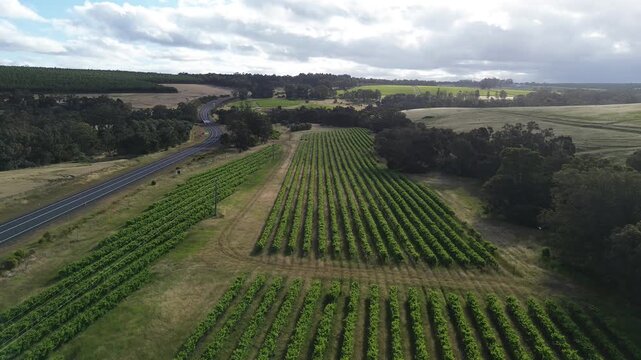 Aerial view of vineyard rows, forward-moving footage of rows of vines at a winery. A road to the side of the vines with moving cars. Located in Denmark, Mt Barker, Western Australia. Tourism, Leisure.