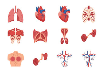 Human Anatomy Detailed Organ Illustrations for Medical Use