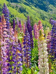 Pink and Purple Flowers in the French Alps 