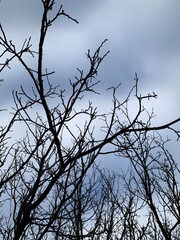 Bare winter tree branches against a cloudy sky, creating a dramatic natural silhouette and minimalist seasonal mood.