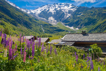 Among the Blooming Flowers and French Houses in the Summer 