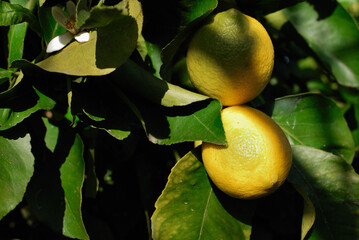 Ripe lemons on the branches of a tree in an orchard, in the sunlight.