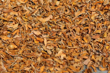 Dried turmeric root pieces, a popular spice and natural remedy