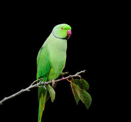 A vibrant rose-ringed parakeet perched on a branch against a black background, ideal for nature education, wildlife conservation content, bird identification guides, and creative design or advertising