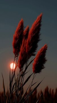 Sunset over pampas grass with fiery red plumes and dark silhouettes