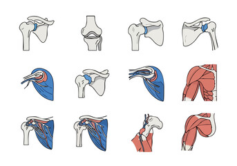 Anatomical Shoulder and Knee Joint Illustrations Demonstrating Structure and Movement