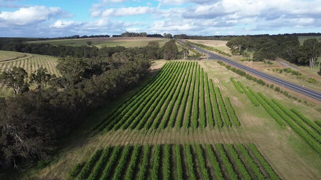 Aerial view of vineyard rows, forward-moving footage of rows of vines at a winery. A road to the side of the vines with moving cars. Located in Denmark, Mt Barker, Western Australia. Tourism, Leisure.