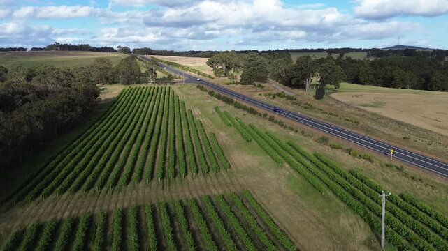 Aerial view of vineyard rows, forward-moving footage of rows of vines at a winery. A road to the side of the vines with moving cars. Located in Denmark, Mt Barker, Western Australia. Tourism, Leisure.