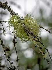 Common Bearded Moth (Usnea filipendula) in winter.