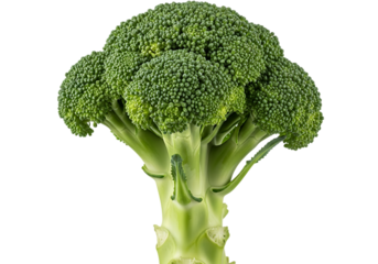 Fresh green broccoli floret crown with thick stem isolated on transparent background for healthy eating and cooking concepts