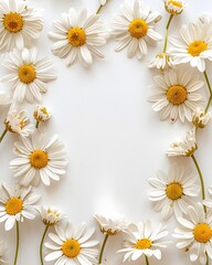 White daisy flowers arranged in a natural border on a clean white background