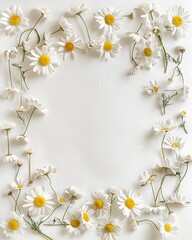 Daisy flowers arranged as a border on a white background, top view