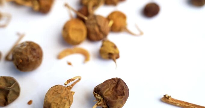 Ayurvedic Choti Kateli also known as Kantkari or Solanum Surattense dried and powder form