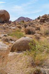 Male Desert Spiny Lizard basking on a rock. Joshua Tree National Park