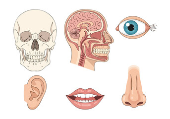 Human Anatomy Detailed Illustration of Skull, Brain, Eye, Ear, Mouth, and Nose