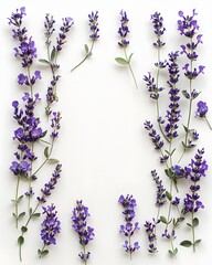 Lavender sprigs arranged on a clean white background, top view, natural arrangement