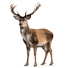 Fototapeta premium Majestic red deer stag with large antlers standing proudly isolated on white background