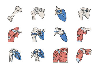 Anatomy of the Human Shoulder Detailed Medical Illustrations of Bones, Muscles, and Joint Structures