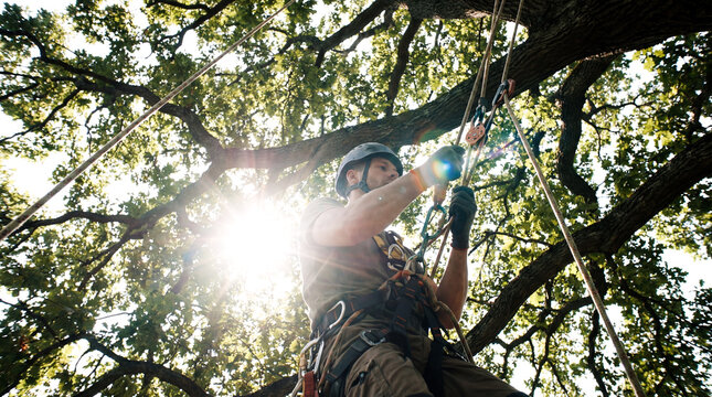 Arborist tree surgeon climbing high branch with rope saw garden maintenance danger height nature service safety helmet occupation male green leaves sky view