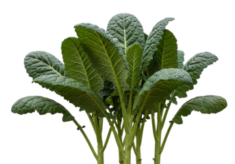 A vibrant bunch of fresh, dark green kale leaves with ruffled edges, isolated on transparent background