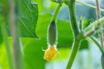 One small cucumber with a flower in the sunny greenhouse. Close up. Selective focus.