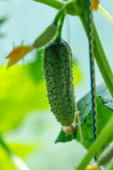 One small cucumber with a flower in the sunny greenhouse. Close up. Selective focus.