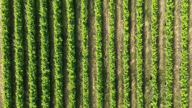 Top-down view of vineyard rows, forward-moving footage of rows of vines at a winery. Located in Denmark, Mt Barker, Western Australia. Tourism, Leisure. 
