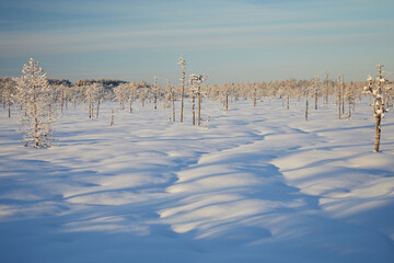 Winter landscape: a swamp with small pine trees during the day