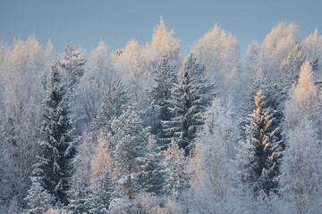 Winter landscape: birch and pine forest covered in frost and snow in sunset light, close-up