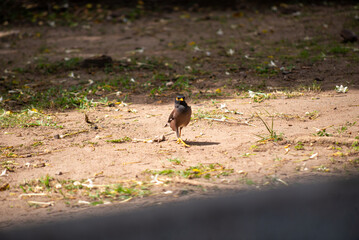 Bird Walking on Ground in Natural Habitat
