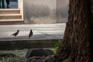 Birds Walking on Ground near Tree