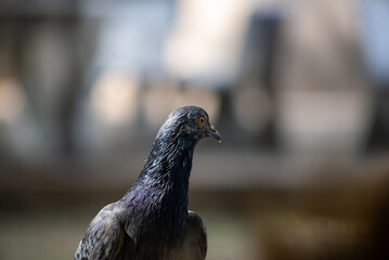 Close-Up of a Pigeon in Urban Setting