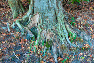 Stare korzenie drzew z mchem u podstawy lasu, zwietrzały pień i odsłonięte korzenie. Drawieński Park Narodowy.