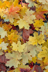 Ciepłe odcienie liści klonu w żółci, pomarańczy i czerwieni tworzą kolorową jesienną scenerię.