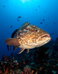 Magnificent goliath grouper swimming in the clear blue ocean waters.