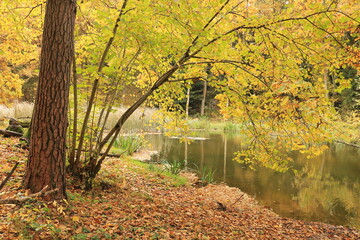 Nad jesiennym stawem © Ireneusz