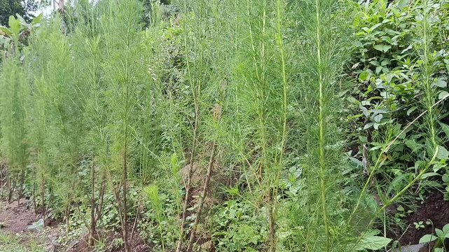 rows of spiky-leaved trees