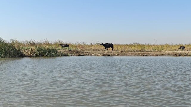Marsh Water Buffalo Wading Among the Reed Beds in the Chibayish Marshes