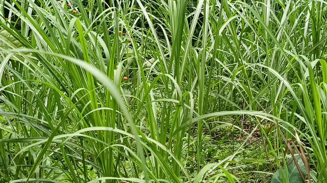 wild grass in the forest