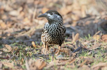 A close-up shot of an adult northern nutcracker (Nucifraga caryocatactes) in winter plumage in a tree and on the ground