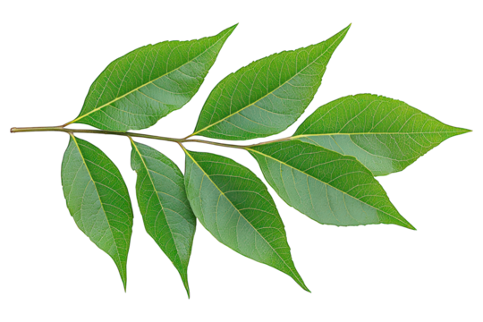 Branch with six green, pointed leaves against a black background