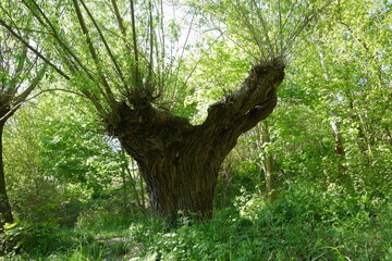 Kopfweide am Weg in Erfurt an der Gera