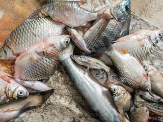 Fresh River Fish From Local River.