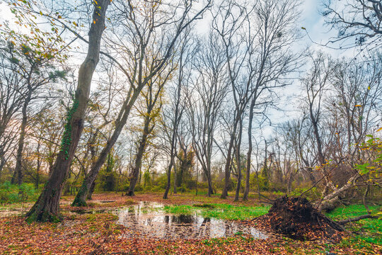 Puddles after rain in the autumn forest