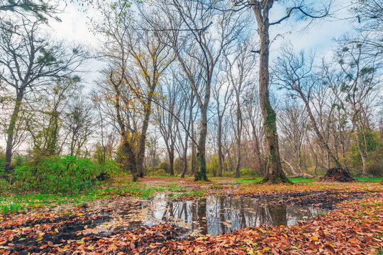 Puddles after rain in the autumn forest