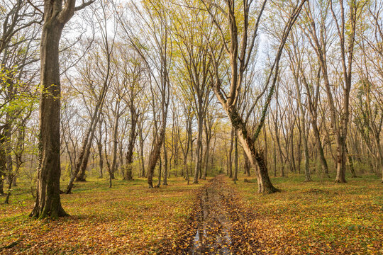 Ground road with water puddle among forest glade covered by fallen dry leaves