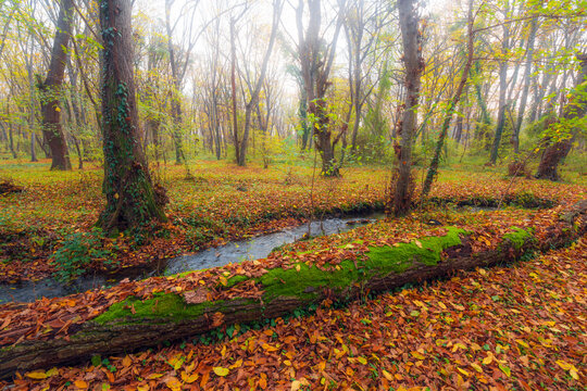 An old fallen moss covered tree by a river in the forest