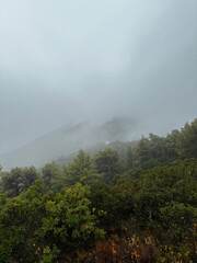 Foggy mountain landscape with dense green forest and mist covering the peak. Calm and mysterious nature scene with clouds, wilderness, and untouched beauty in atmospheric weather.